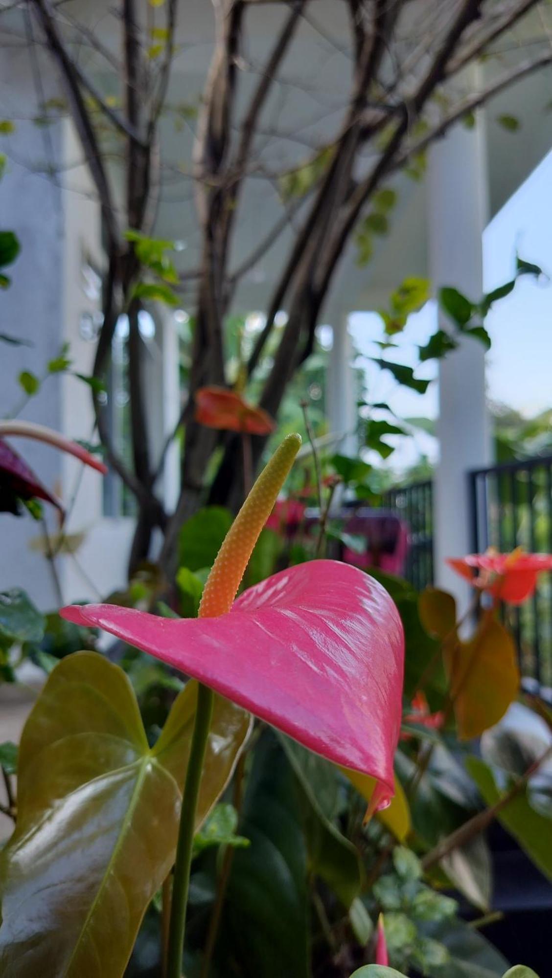 The Bliss Homestay Ella Extérieur photo